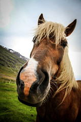 Pferd_flickr